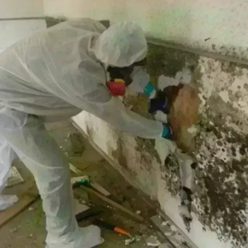 Mold Remediation and Removal in Belvidere, NJ